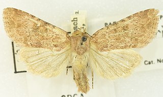 <i>Euxoa serricornis</i> Species of moth