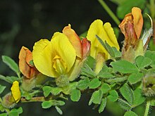 Бобовые - Chamaecytisus hirsutus-1.JPG