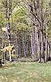 Forest, Lagodekhi Reserve, Caucasus Mts., Georgia