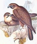 Teckning från Birds of Australia