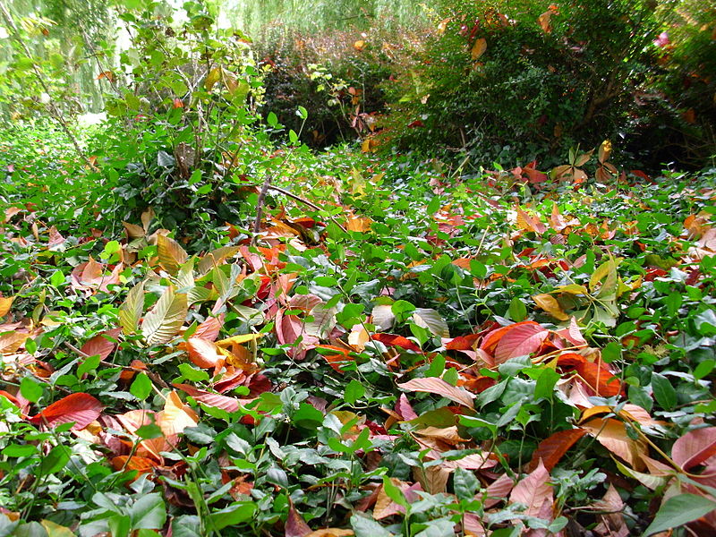 File:Fallen leafs.JPG