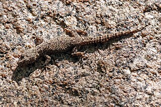<i>Blaesodactylus sakalava</i> Species of lizard
