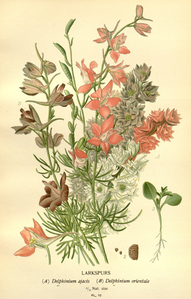 Plate 10 Delphinium ajacis and Delphinium orientale