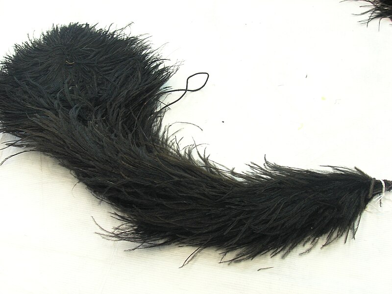 File:Feathers (AM 1129-10).jpg