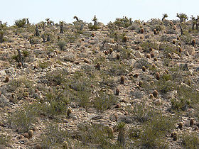 Garden on Blue Diamond Hill, NV