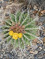 Ferocactus schwarzii