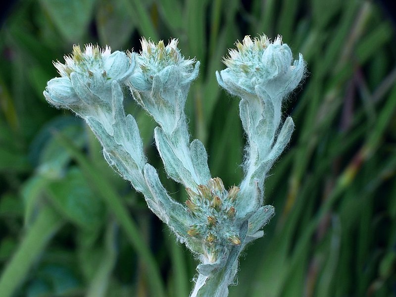 File:Filago lutescens inflorescence (04).jpg