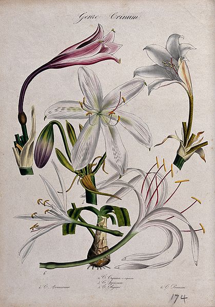 File:Five different Cape lily plants (Crinum species); flowering Wellcome V0044612.jpg