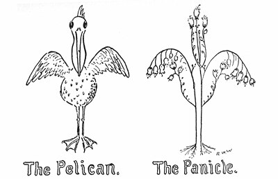 The Pelican. The Panicle.