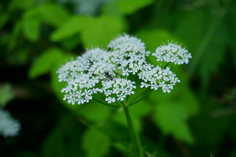 File:Flower of Angelica acutiloba photographed at the vicinity of Soya Ravine.jpg