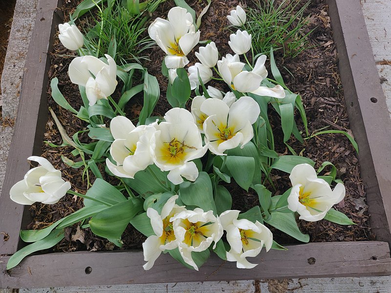 File:Flowers in sidewalk box 2.jpg