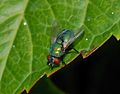 * Nomination A fly of the Calliphoridae family: Lucilia sericata. -- Alvesgaspar 12:57, 22 November 2015 (UTC) * Promotion Good quality. --Jacek Halicki 13:46, 22 November 2015 (UTC)