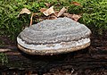 * Nomination Tinder fungus (Fomes fomentarius) -- George Chernilevsky 00:42, 17 October 2020 (UTC) * Promotion  Support Good quality. --Podzemnik 01:14, 17 October 2020 (UTC)