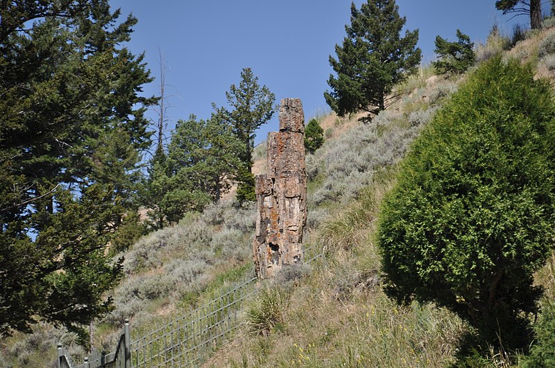 File:Fossil redwood tree trunk (probably Metasequoia) (Sepulcher Formation, Eocene; "Petrified Tree", Yellowstone National Park, Wyoming, USA) 1 (13460816034).jpg