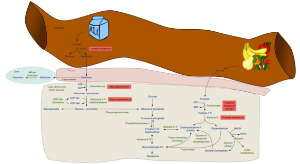 Fructose and galactose metabolism Fructose and galactose metabolism.png