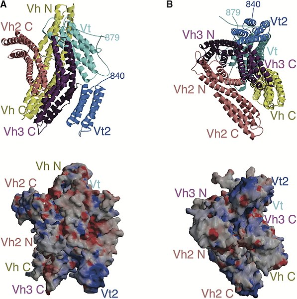 File:Full-Length Structure of Human Vinculin.jpg