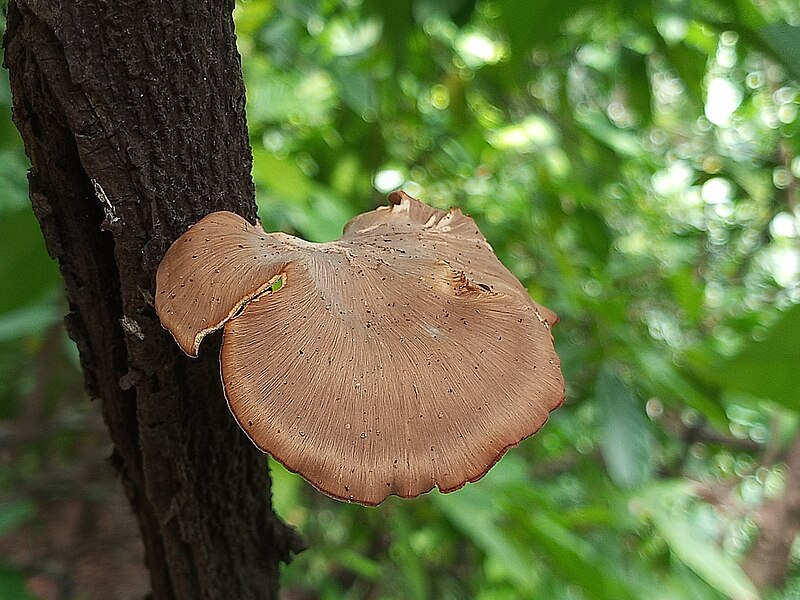 File:Fungi 40.jpg
