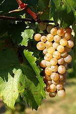 Miniatura para Furmint