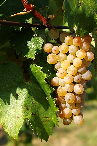 File:Furmint grape cluster.jpg