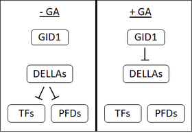 GA-GID1-DELLA signal pathway: In the absence of GA, DELLA proteins bind to and inhibit transcription factors (TFs) and prefoldins (PFDs). When GA is present, GID1 triggers the degradation of DELLAs and releases the TFs and PFDs. GA signal cascade.png