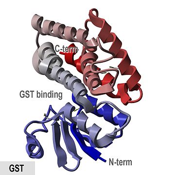 Glutatión S-transferasa