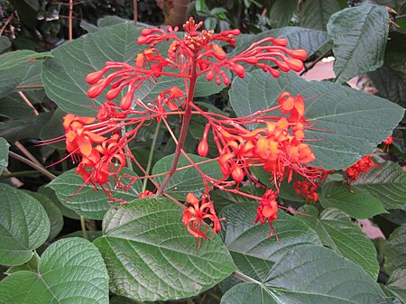 Clerodendrum speciosissimum