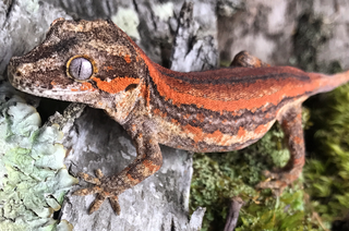 <span class="mw-page-title-main">Gargoyle gecko</span> Species of lizard