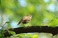 100. Platz: Kaeferkrieger Neu! mit Gartenrotschwanz (Phoenicurus phoenicurus) in natürlicher Umgebung auf dem Weg welcher um die Zitadelle Spandau (Berlin) herumführt; Landschaftsschutzgebiet „Spandauer Zitadelle“.