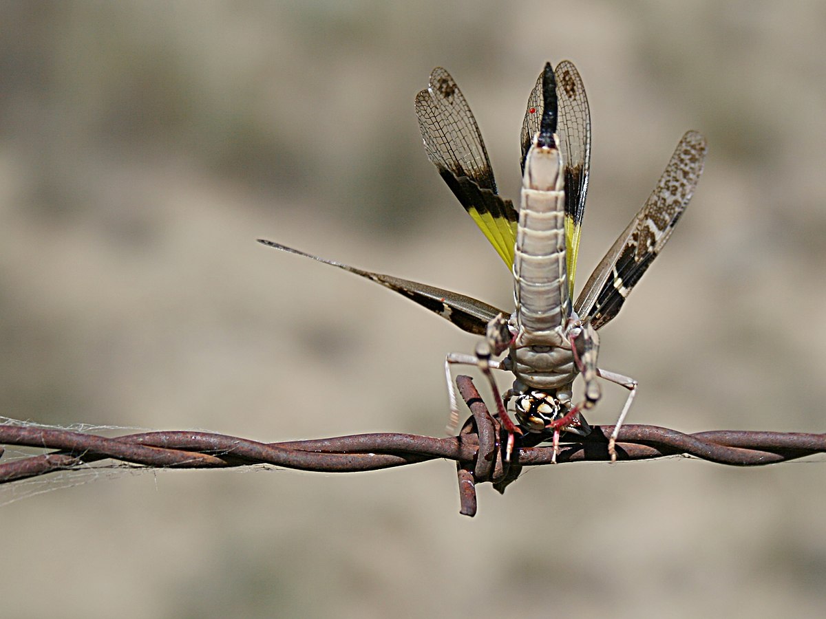 concertina wire definition