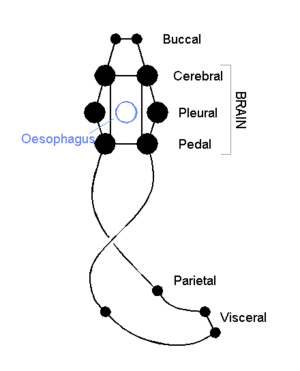 Mollusca