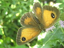 Gatekeeper Butterfly.JPG