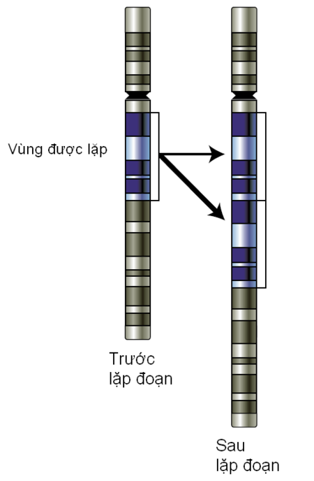 Tập_tin:Gene-duplication_vi.png