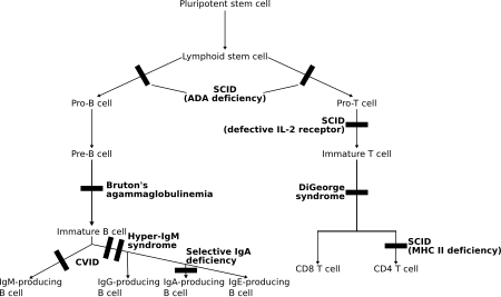 Genetic immunodeficiencies. (In general, those on the left are in Table I, while those on the right are in Table II, but there are exceptions.) Genetic Immunodeficiencies.svg