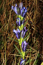 Thumbnail for File:Gentiana pneumonanthe (49099693171).jpg