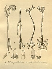 plate 229 I. Bipinnula penicillata (as syn. Chloraea penicillata), II. Bipinnula gibertii