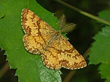 Geometridae - Ematurga atomaria.JPG