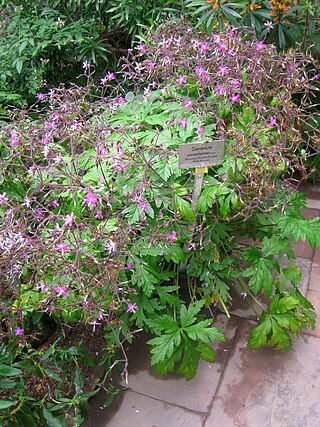 <i>Geranium reuteri</i> Species of flowering plant