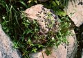 Sibirischer Storchschnabel (Geranium sibiricum)