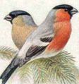 Male (right) and female