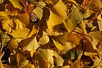 Thumbnail for File:Ginkgo Tree Ginkgo biloba Leaves Cluster 3008px.jpg