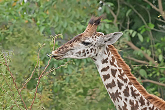 A Masai giraffe extending its tongue to feed, in Tanzania. Its tongue, lips and palate are tough enough to deal with sharp thorns in trees. Giraffe feeding, Tanzania.jpg