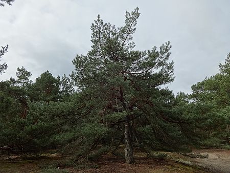 Glauer Berge Kapellenberg