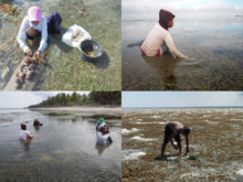 Gleaning a seagrass meadow Gleaning activity on seagrass.png