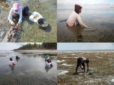 Gleaning a seagrass meadow [47]