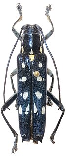 <i>Glenea beatrix</i> Species of beetle