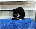 Gloucester ... Wellington Street cat. - Flickr - BazzaDaRambler.jpg