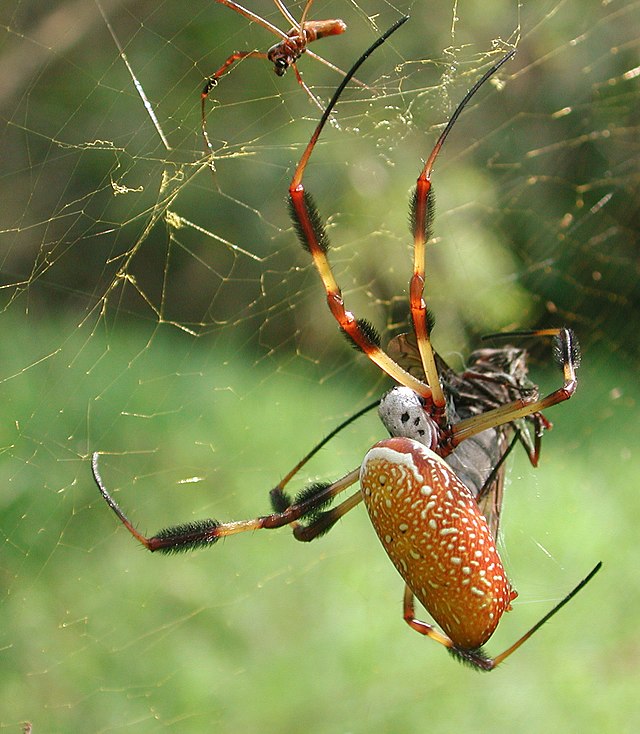 Nephila - Wikipedia