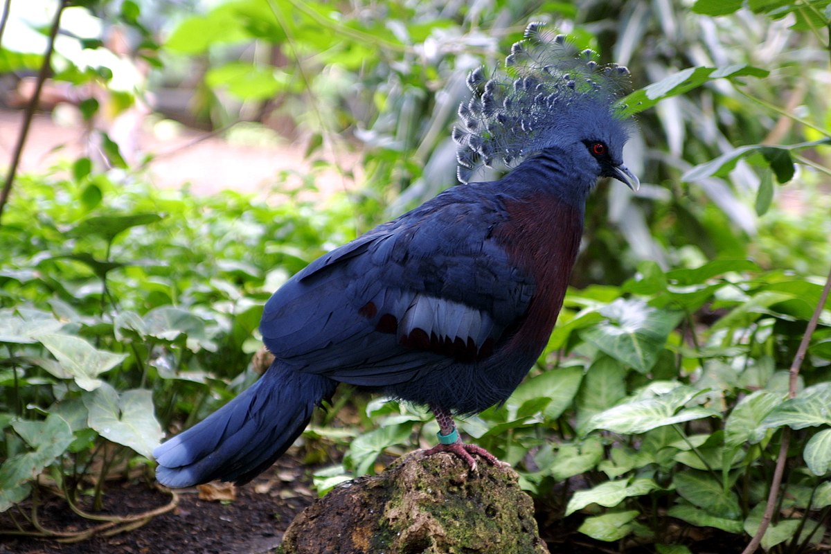 Каштановогрудый венценосный голубь