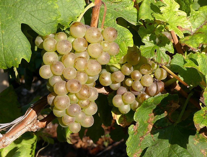 File:Grappes de raisin blanc à Francin en fin d'été (septembre 2021).JPG