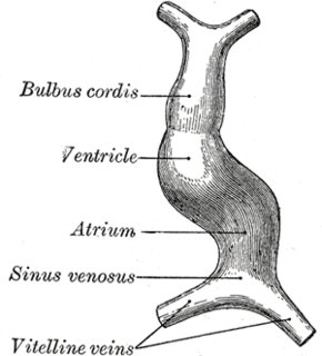 Tubular heart